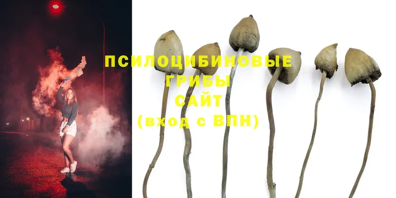 Псилоцибиновые грибы Psilocybine cubensis  Петровск 